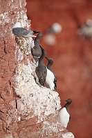 Trottellummen an Felswand