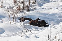 Braunbaeren im Schnee schlafen