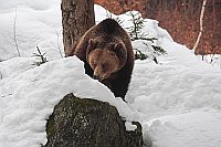 Braunbaer am Schnee riechend