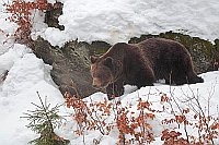 Braunbaer im Schnee gehend