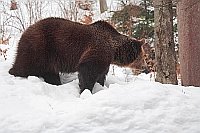 Braunbaer im Wald mit Schnee