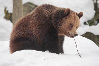 Braunbaer mit Stoeckchen
