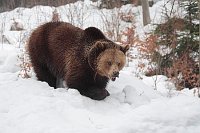 Braunbaer Weibchen im Schnee