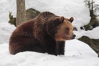 Braunbaer W im Schnee ruhend