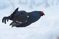 Birkhahn balzend im Schnee