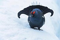 Birkhahn balzend von vorn