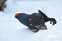 Birkhahn im Schnee balzend