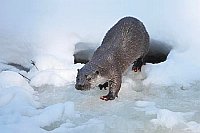 Europ Fischotter a Eisloch kom