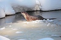 Europ Fischotter Eis Schnee