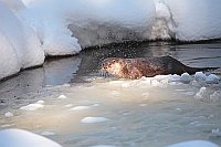 Europ Fischotter m Tropfen auf