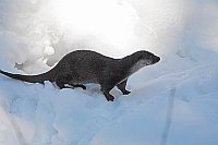 Europ Fischotter Schneelandsch
