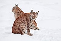 Luchs Kuder Katze Pfote hebend