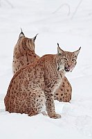 Luchs Kuder Katze sich belecke