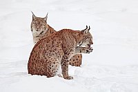 Luchs Kuder Katze sich putzend