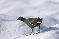 Teichhuhn auf Schnee
