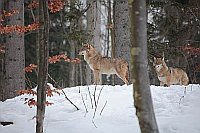 Wolf 2 im Wald mit Schnee