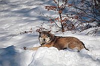 Wolf im Schnee ruhend