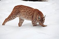 Luchs Katze am Schnee riechend
