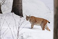 Luchs Katze im verschneiten Wa