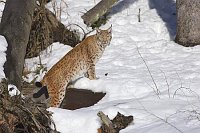 Luchs Katze im Winterwald