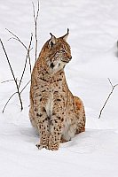 Luchs Katze sitzend im Schnee