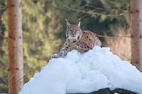 Luchs Kuder auf Schneehuegel