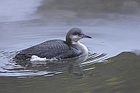 Prachttaucher auf Gewaesser