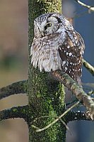 Rauhfusskauz aufgeplustert