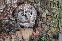 Rauhfusskauz in Baumhoehle