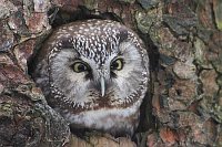 Rauhfusskauz  Baumhoehle