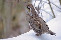 Haselhuhn Hahn im Schnee