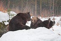 Braunbaeren spielend