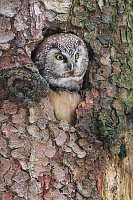 Rauhfusskauz a Hoehle schauend