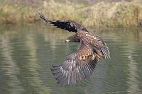 Seeadler ruettelnd ueber Wasse