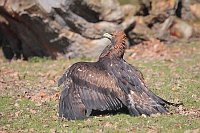 Steinadler Kobrahaltung