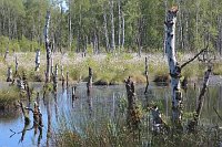 Hochmoor abgest Birken Wollgra