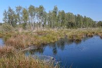 Hochmoor Wasserflaeche Birken