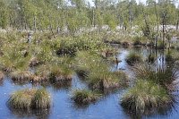 Hochmoor mit Wollgras
