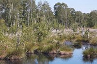 Hochmoor Naturpark Steinhude