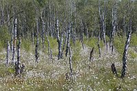 Hochmoor  Birken Wollgras