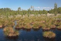Hochmoor Wasser Wollgras