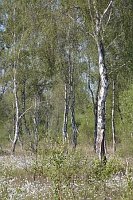 Moorbirken Wollgras Hochmoor