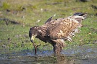 Seeadler mit Stoeckchen