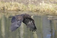 Seeadler ueber Gewaesser