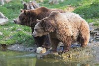 Braunbaeren 2 Ex am Teich