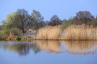 Meissendorfer Teiche Schilf