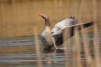 Graugans  Fluegel lockernd