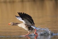 Graugans auf Wasser startend