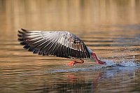 Graugans startend Wasser