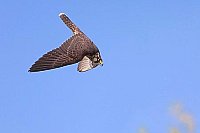 Wanderfalke im Abwaertsflug